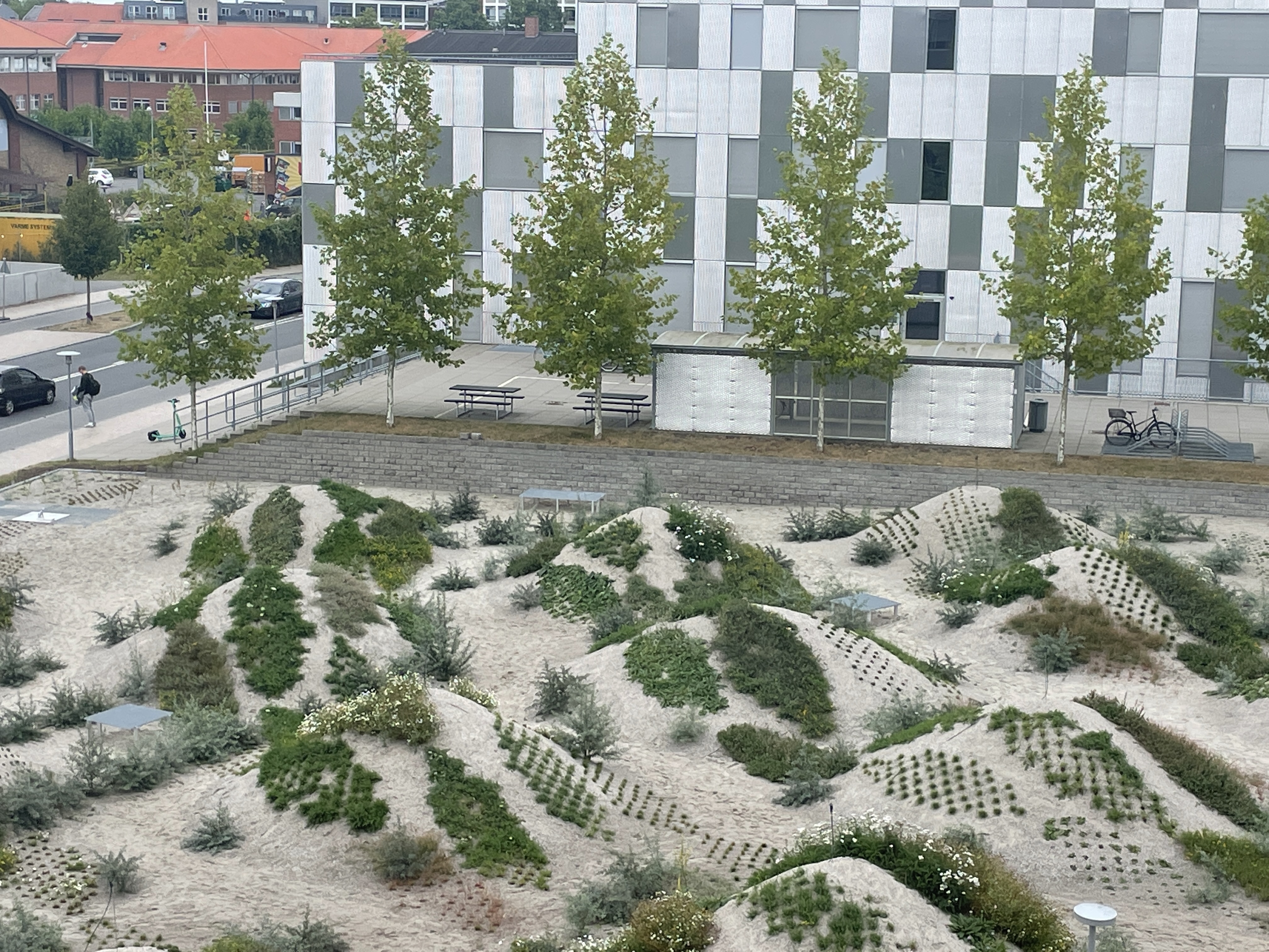 HF Klitlandskab Vildeplanter 1