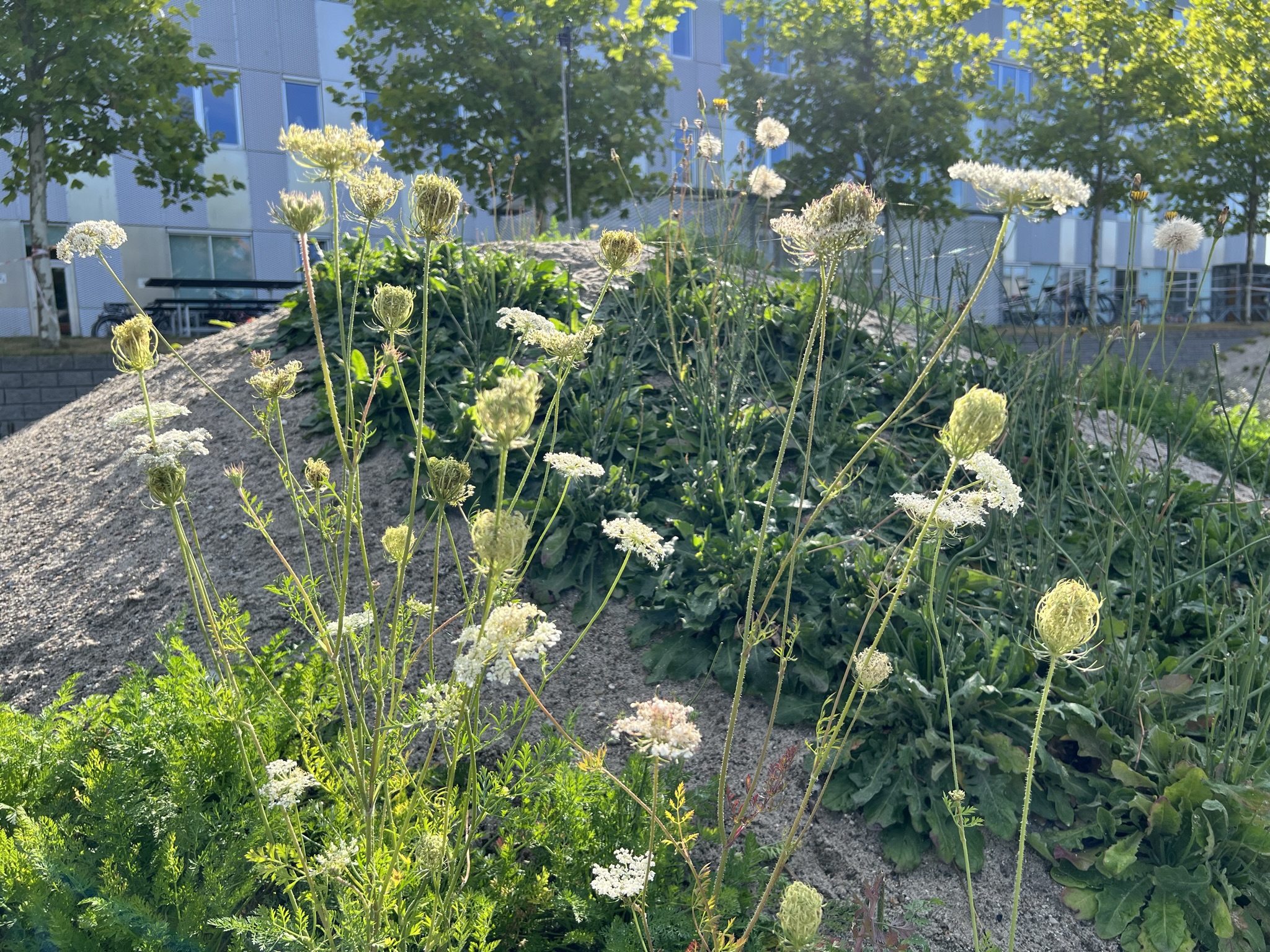 HF Klitlandskab Vildeplanter 4