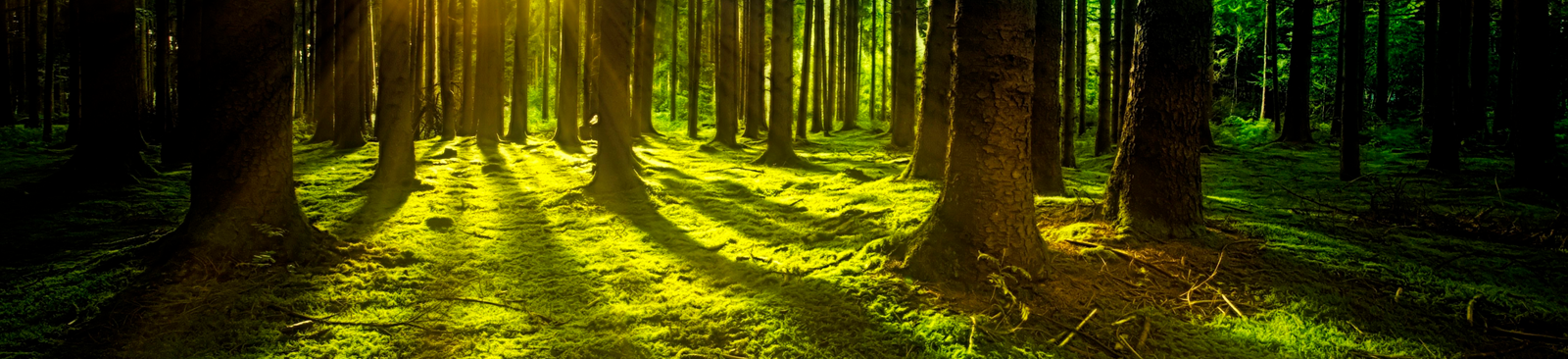 Trees 3294681 Trees 3294681